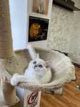 British shorthair ns1133
