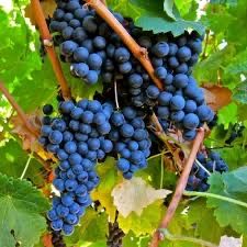 Vand struguri merlot din vie proaspat culesi