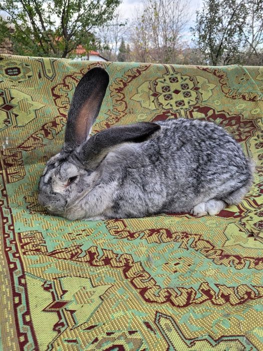 Femele uriaș german chinchilla