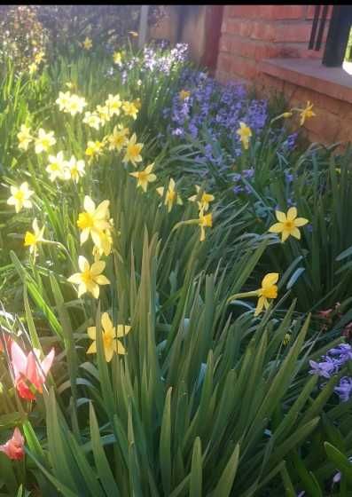 Bulbi zambile 30 bucăți