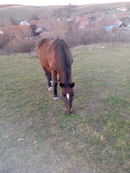Vând iapă ce trage bine