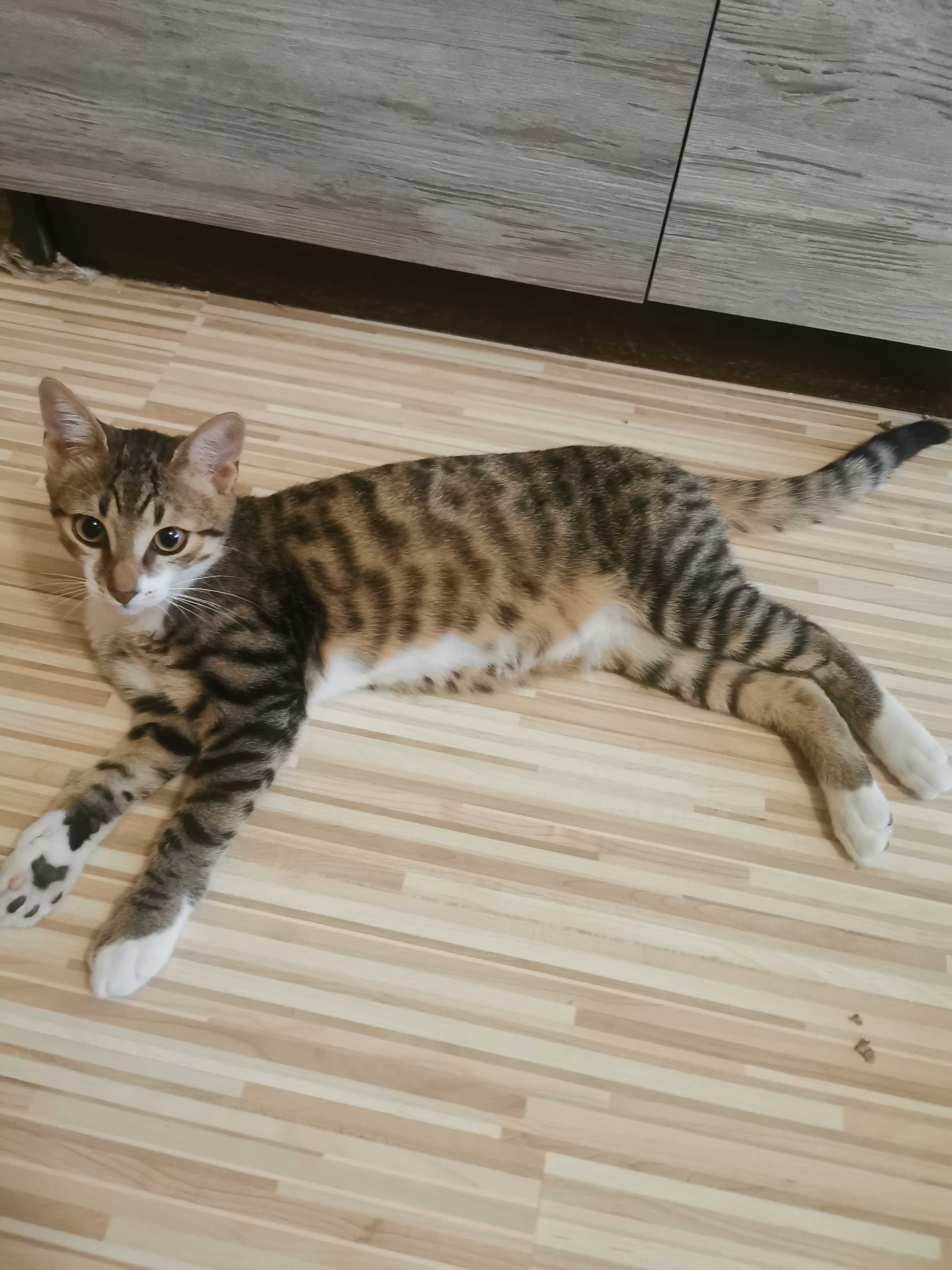 Подарявам 5 месечно, мъжко котенце.