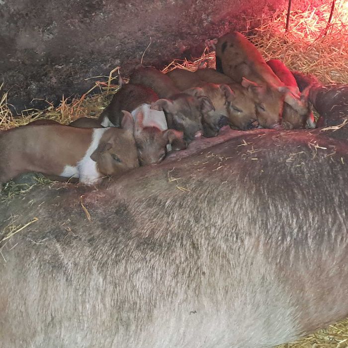 Месячные поросята