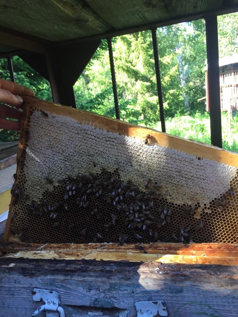 Мёд с нашей пасеки