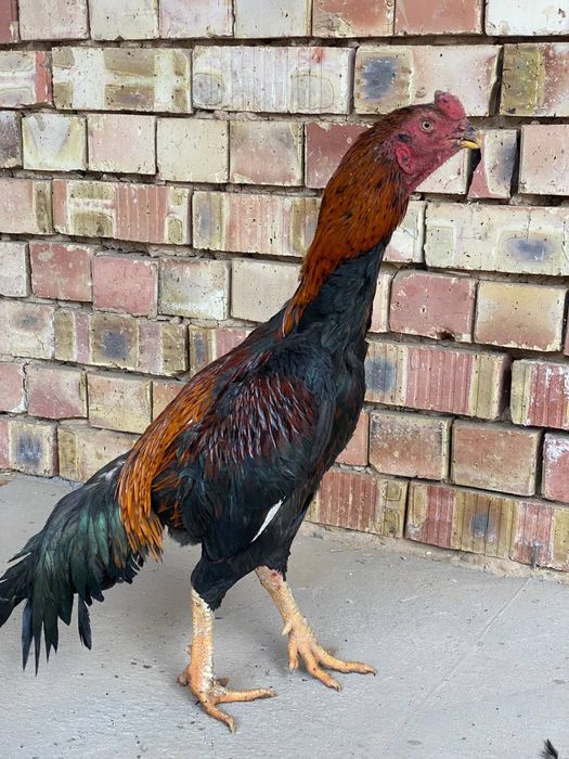 Dakan xoroz sotiladi