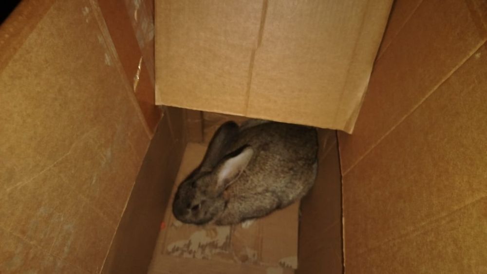 Продам кролика  самец