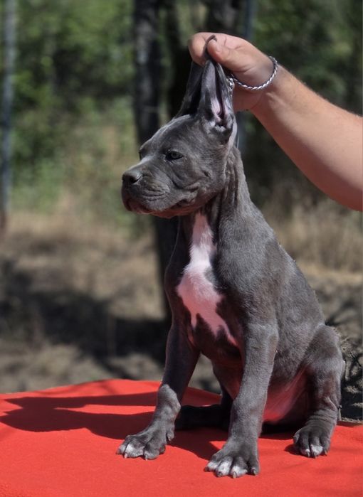 Mascul cane corso