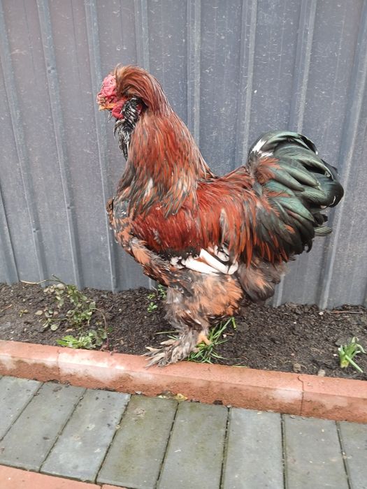 Vand cocoși tineri moțați