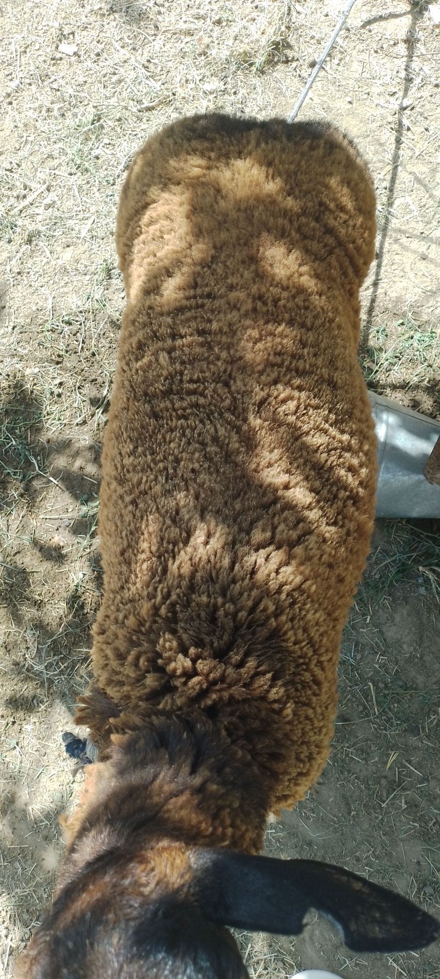 35 kgli quy arzon narxda