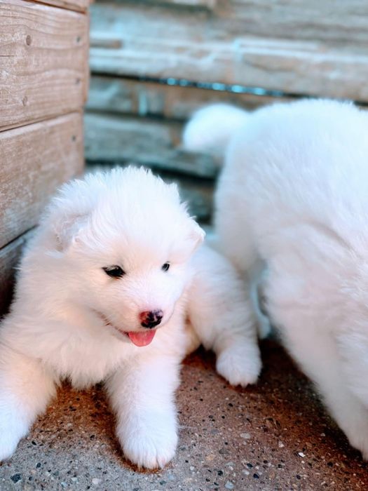 Se cauta familie iubitoare pui Samoyed