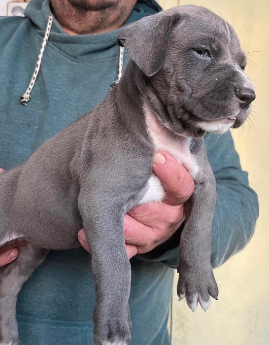 Питбулче лилаккк