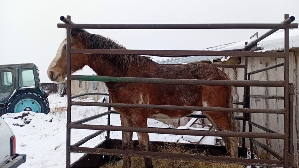 Соғымға тай сатамын/ продам жеребчика на согум