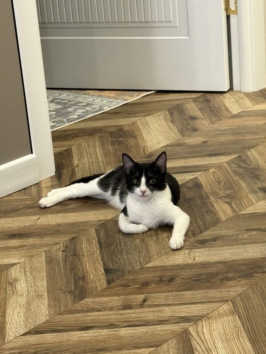 Отдам котенка смесь с бенгалом