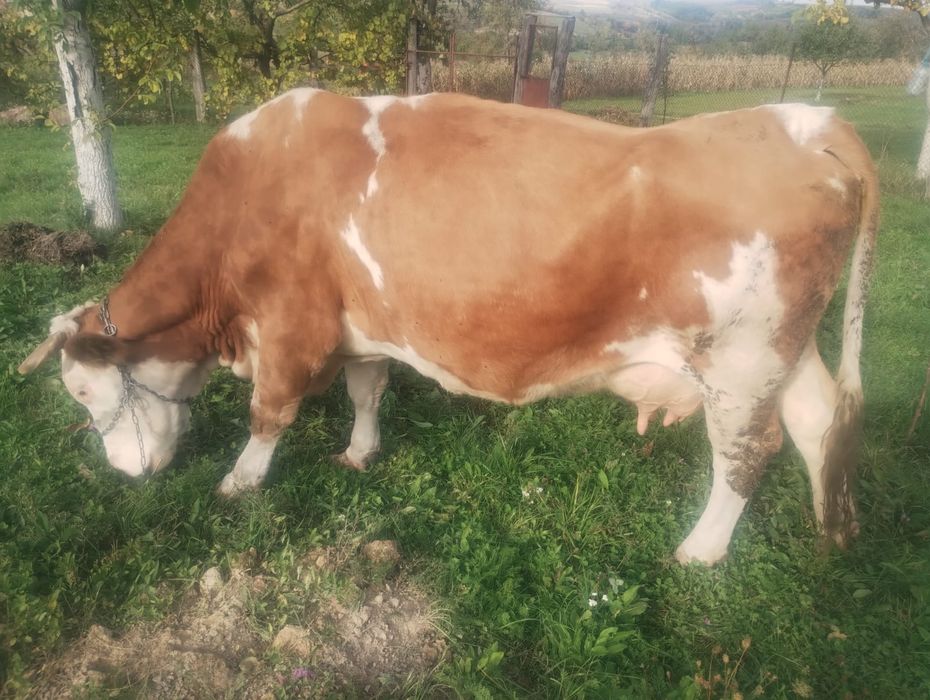 Vând vacă băltată.