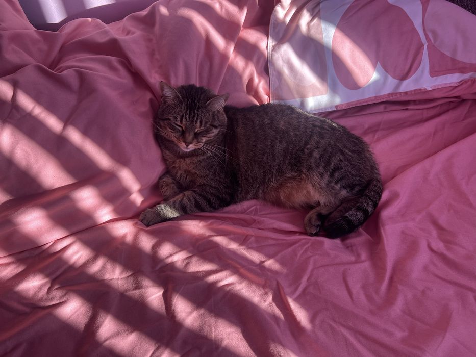 Pisicuta spre adoptie - Mia, 7 ani