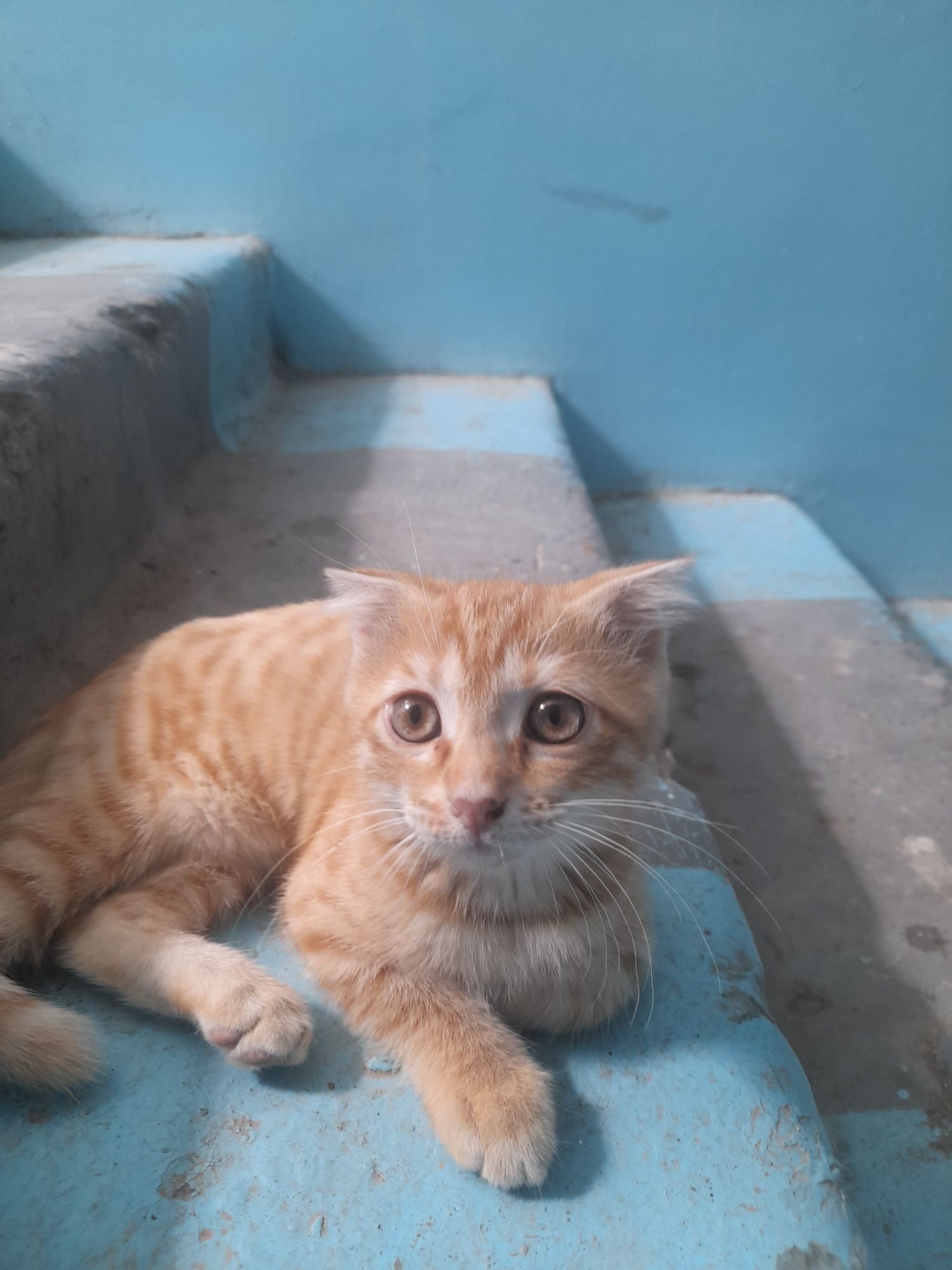 Котенок вислоухий
