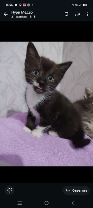 Отдам котят даром