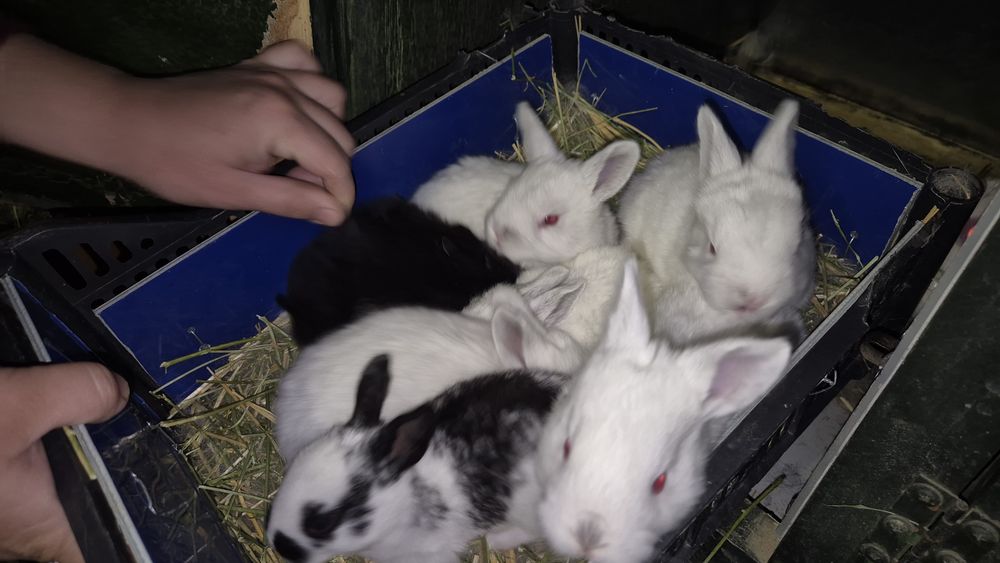 Соглом куёнчалар