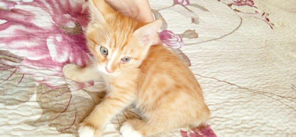 Продаются котята