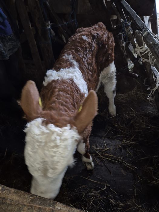 Vitea si vitel  Baltatii