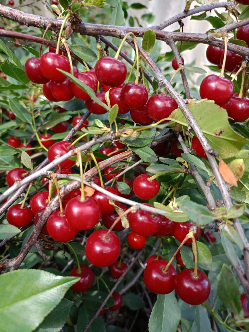 Продам вишню(с дерева)