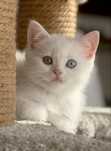 Motănei British Shorthair White