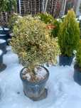 Plante ornamentale cu livrare rapidă și consultanță gratuită