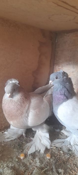 Продам голубей на игру.