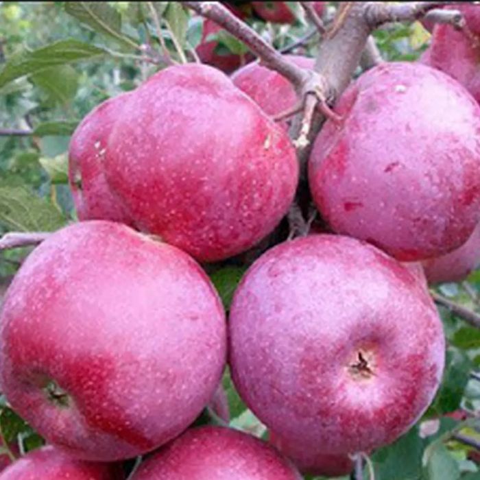 Pomi Fructiferi Deosebiti  mar vampira  cu miezul rosu