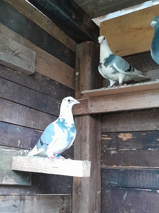 Porumbei voiajori baltati