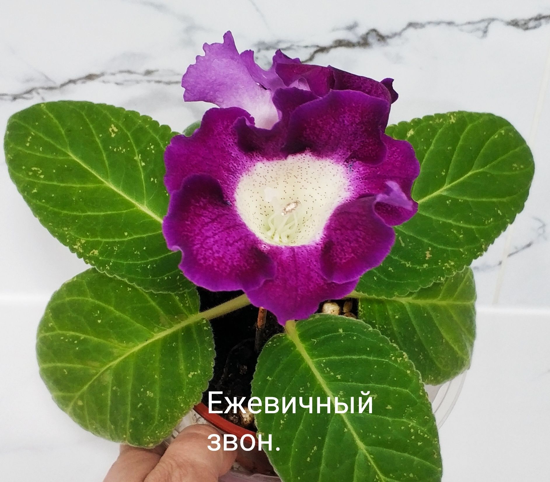 Сортовые цветущие глоксинии.