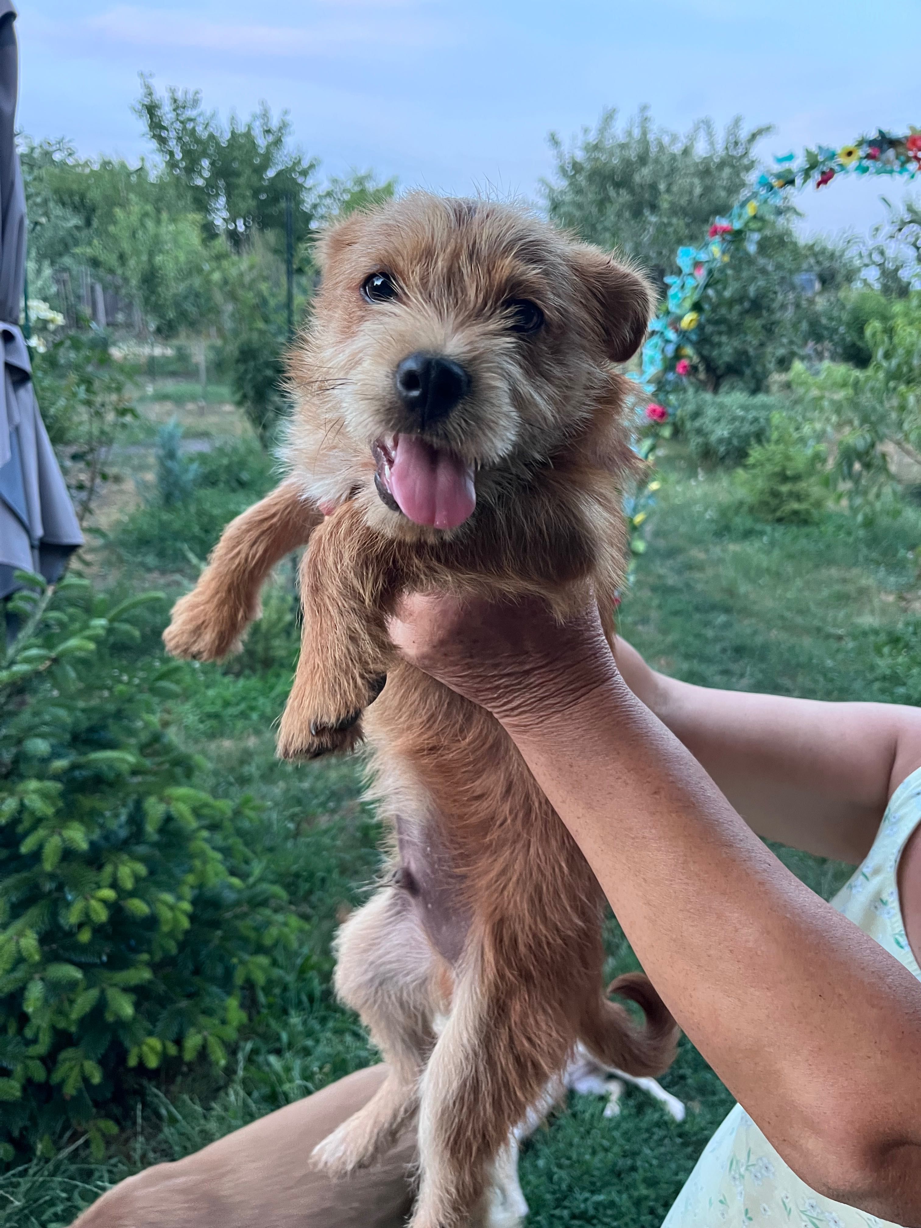 Catelus pentru adoptie Bucuresti