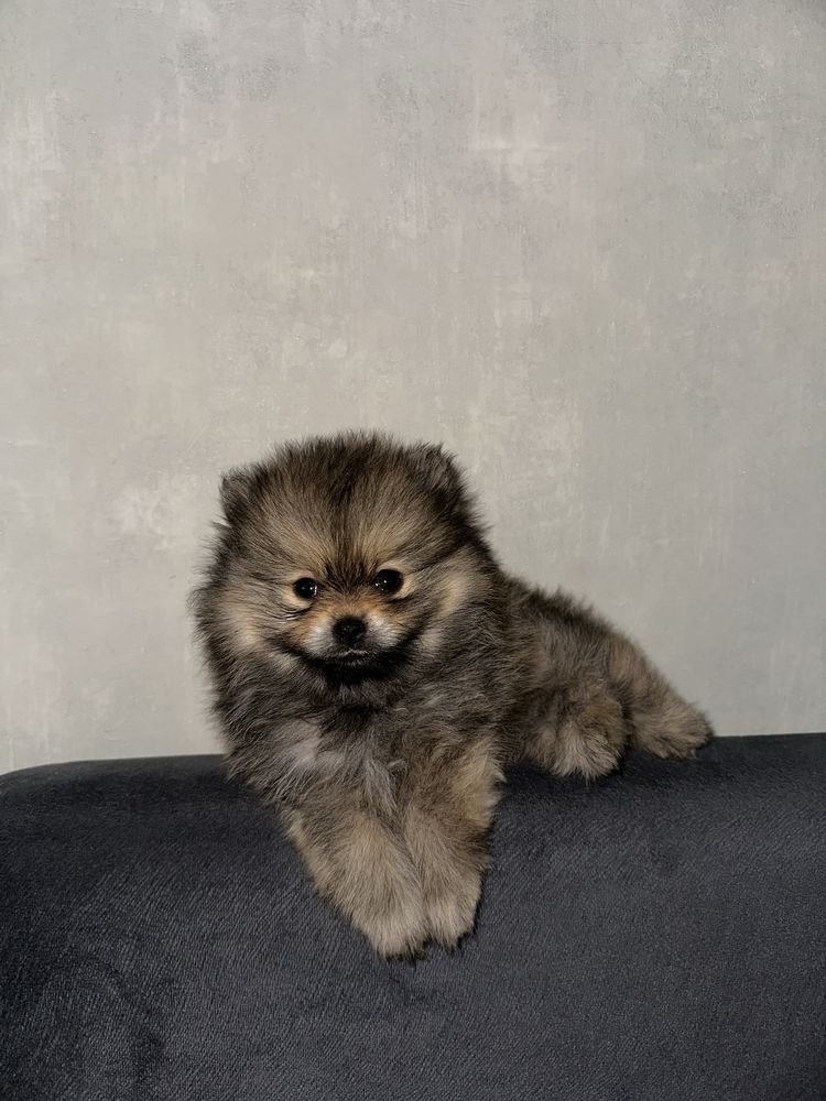 Малыш шпиц ищет новую семью