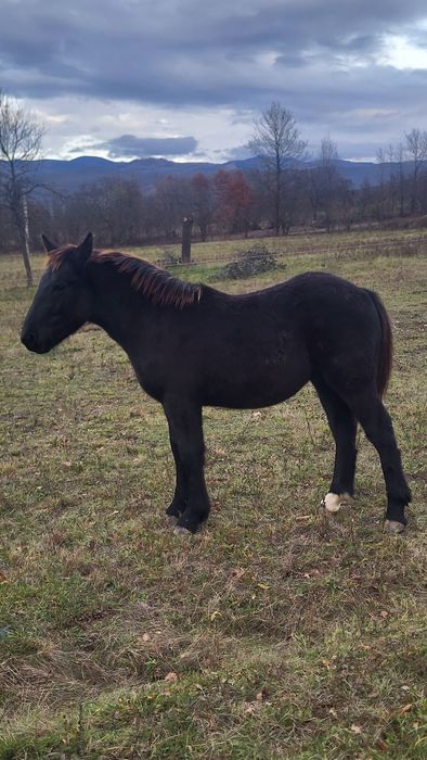 Vând mânz armăsar