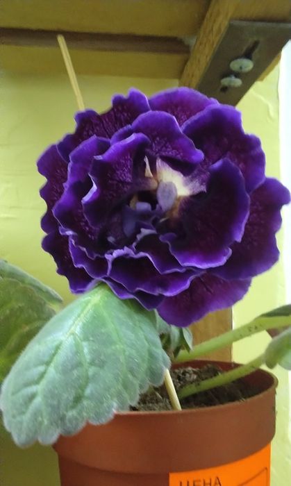 Продаются наборы Глоксиний