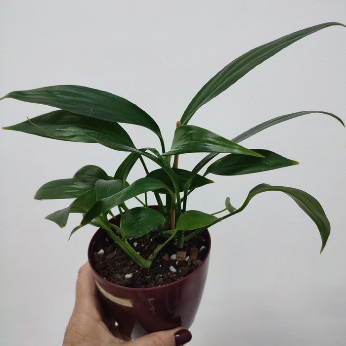 Сциндапсусы и Эпипремнумы