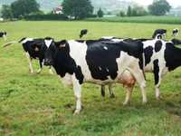 Продаются коровы голштинской породы