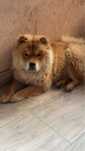 Chow chow femela 2 ani