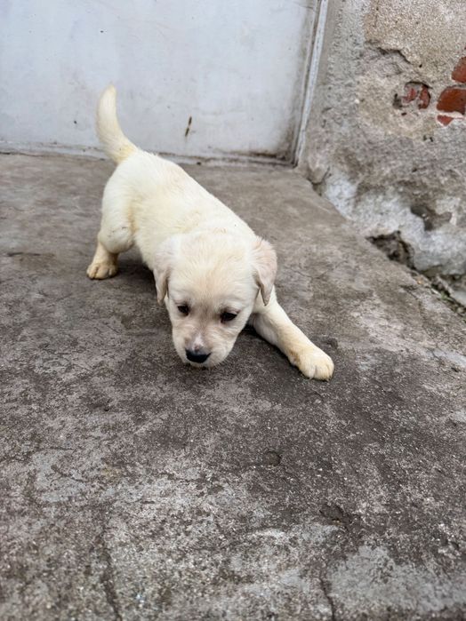 Продавам кучета Лабрадорчета мъжките 300лв,женските 200лв.