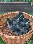 Vand pui Australorp