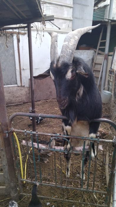 Молочные беременные   козы. Козлы взрослые.