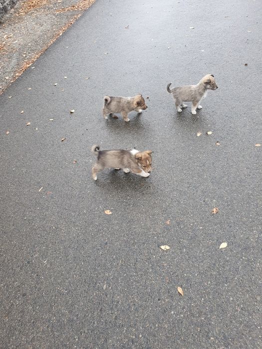 Щенки в добрые руки