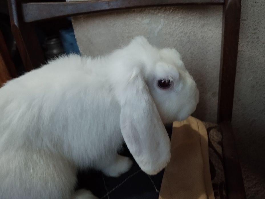 Oq qora dekarativ quyon sotiladi