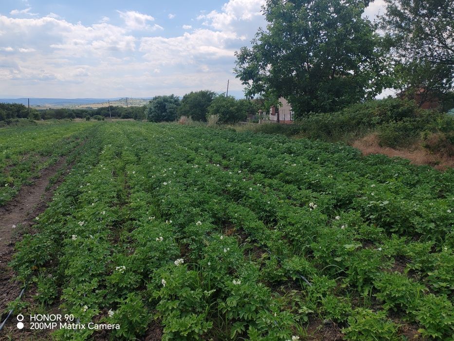 Картофи сорт Сорая