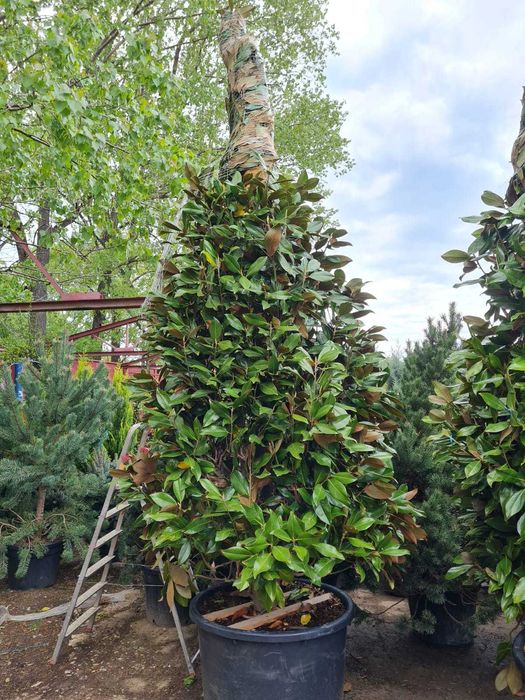 Palmier Cycas , Trachycarpus , magnolia Grandiflora, Maslin