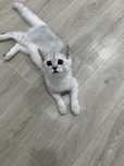 British Shorthair Fetita