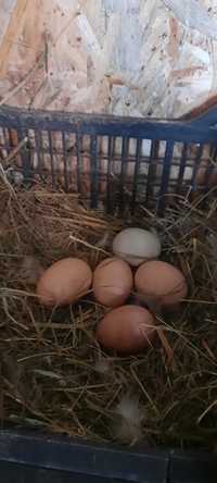 Ouă de Găină - Naturale de la țară