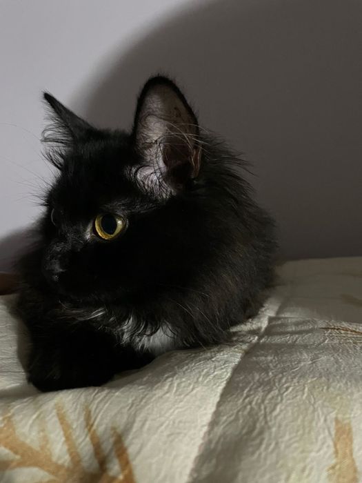 Отдам котенка в добрые руки бесплатно