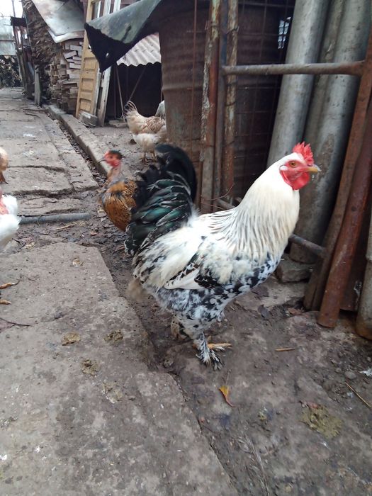 Cocos brahma de anul acesta