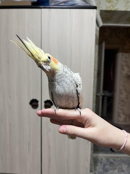 Продам ручного попугая